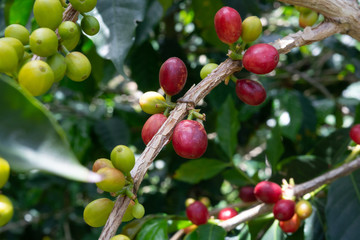 coffee fruit