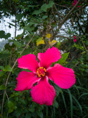 pink hibiscus flower