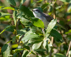 bird on branch