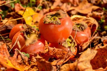 three beautiful ripe persimmons fruit on background of autumn leaves, warm light outside