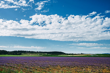Fototapeta na wymiar Paysage rural avec un magnifique champ de lavande
