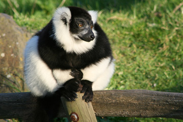 ruffed lemur in a zoo in france