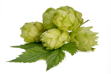 Fresh green hop branch isolated on white background. Hop cones for making beer and bread.