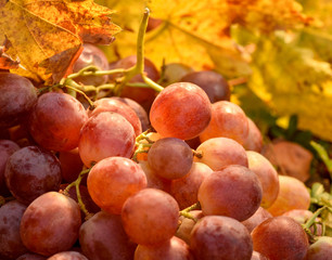 bunch of big pinkish grapes on dry yellow leaves in outdoor pictorial warm light close-up