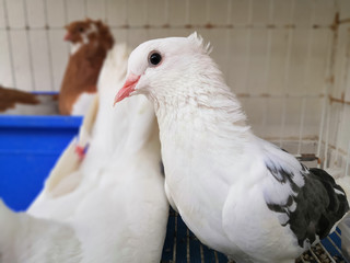 Black And White Helmet Pigeon