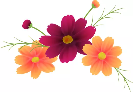 オレンジ色のコスモスとチョコレートコスモスのカットイラスト 秋イメージ Stock Illustration Adobe Stock