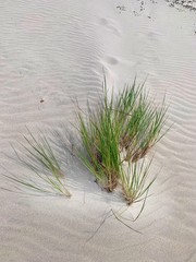 sand dunes on the beach with grass