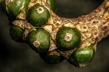 Developing Fruits of Crystal Anthurium (Anthurium crystallinum)