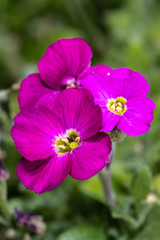 Flowers of Common Rock Cress (Aubrieta X Cultorum 'Cascade Red')