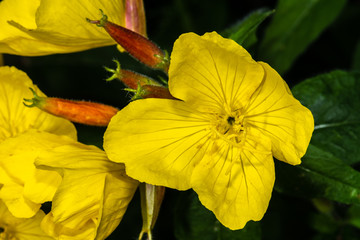 Sundrops or Evening Primrose (Oenothera tetragona)