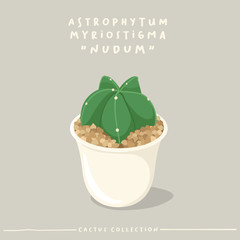 Cactus type collection : Cactus in white small pot isolated on beige background : Vector Illustration