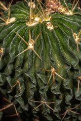 Obraz premium Stem and Spines of Stenocactus (Echinofossulocactus acroacanthus)