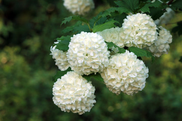 Gefüllter Schneeball