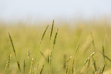 Macro closeup of fresh green grass blades under vivid blue sky, selective focus, beautiful natural summer background