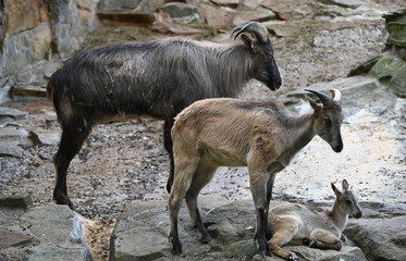 three himalaya taht goats in high mountain