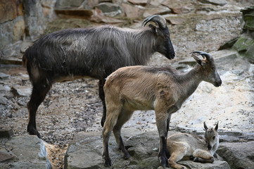  a family (male, female and baby) of himalaya tahr goat