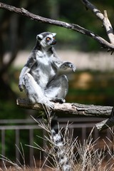 ring tailed lemur sitting on a tree