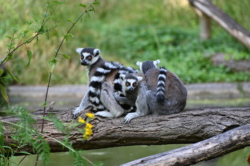 lemurs on a tree