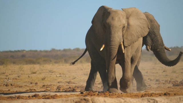Two African elephant bulls walking across the dry savanna towards the camera. Slow-motion, front view.