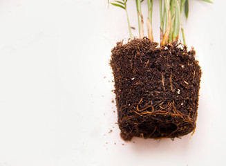 Plant transplant concept. Roots close-up on a white background. Copy space