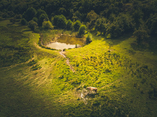 Aerial top down view of a beautiful small lake surounded by pine trees in Romania. Cow on a hill in a summer green landscape.
