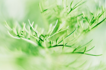 Arrière plan végétal naturel vert et flou abstrait