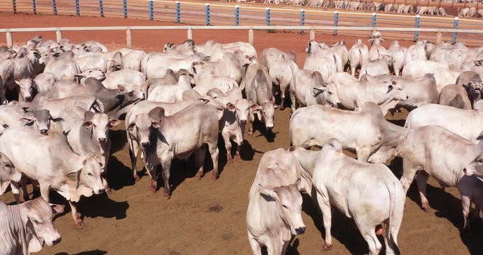 Agribusiness - Aerial photo of white Nellore herd, confined Nelore cattle, high quality Nellore cattle - Livestock