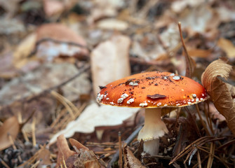 Fly agaric in the autumn forest.
