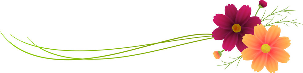 オレンジ色のコスモスとチョコレートコスモス、水彩絵の具のライン、バナー、コピースペース