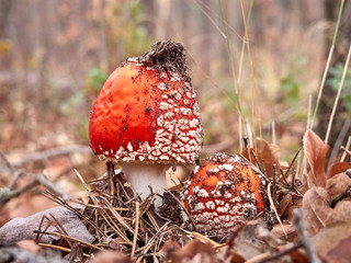 Fly agaric in the autumn forest.