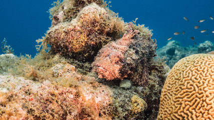 Fototapeta na wymiar Seascape in turquoise water of coral reef in Caribbean Sea / Curacao with Scorpionfish and Brain Coral