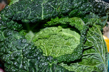Green Cabbage planet head  - close up, sharp light, sharp details