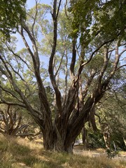 Arbre à Auckland, Nouvelle Zélande	
