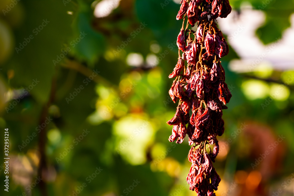 Wall mural close up of dried grape plantation in summer. perfect background for global warming