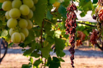 Close Up of Dried Grape Plantation in Summer. Perfect Background for Global Warming