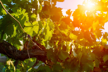 Close Up of Italian Grape Plantation in Summer before the Harvest. Perfect Background for Wine imagery and natural product promotion. White grape production for table in Italy