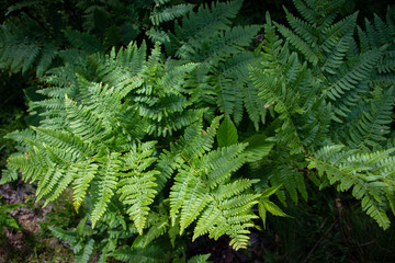 Fototapeta premium fern leaves in the forest