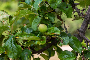 Apple Tree 2