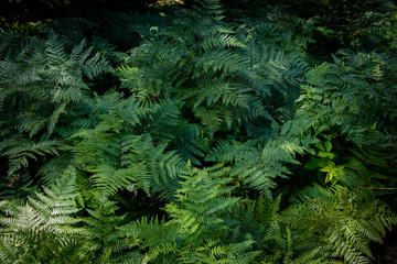 Forest Ferns 2