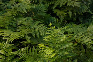 Fototapeta na wymiar Forest Ferns 2