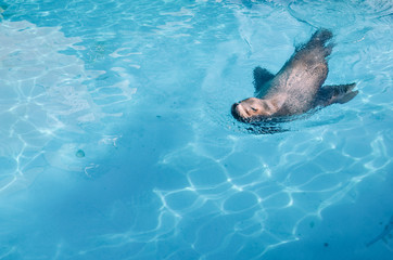 Obraz premium Sea lion swimming in the pool
