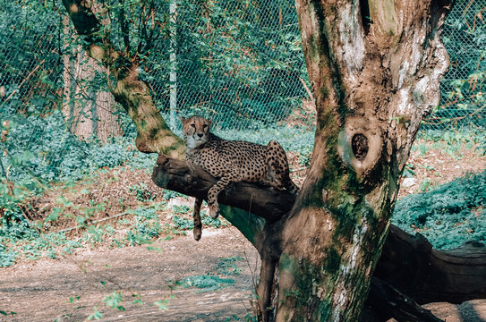 Cheetah on the tree