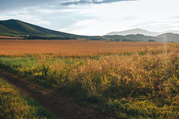 Large field of ripe wheat under the open sky on a sunny day