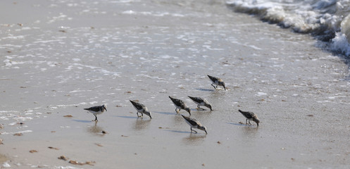flock of birds on the shore