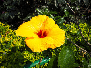 Yellow Hibiscus.
