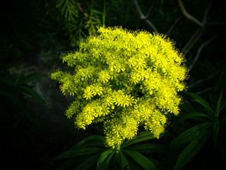 yellow flowers in the garden