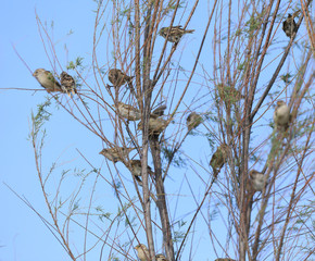 a flock of sparrows on a tree