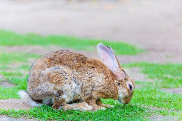 Rabbit alone in garden
