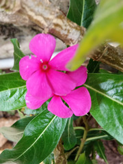 butterfly on pink flower