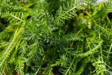Green grass close-up. Background. Copy space